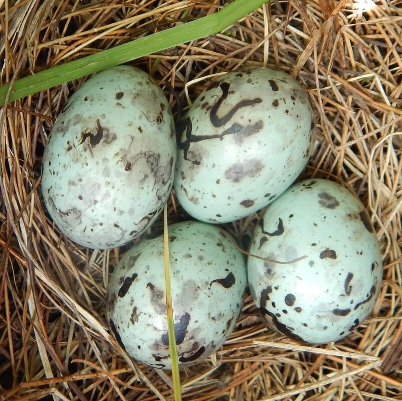 Scholarship Fund Donation for Grackle Writers