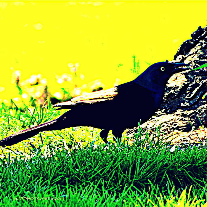Writing the Wild: A Weekend Workshop of Ecopoetry