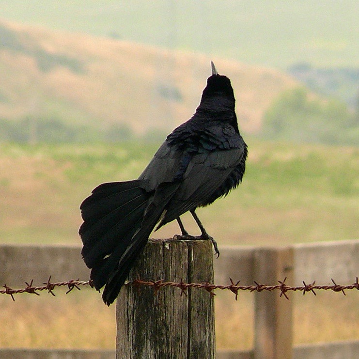 Oblivion Poetics (or, Why Write Poetry in a Time like This) (Online)